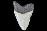 Bargain, Megalodon Tooth - North Carolina #83945-2